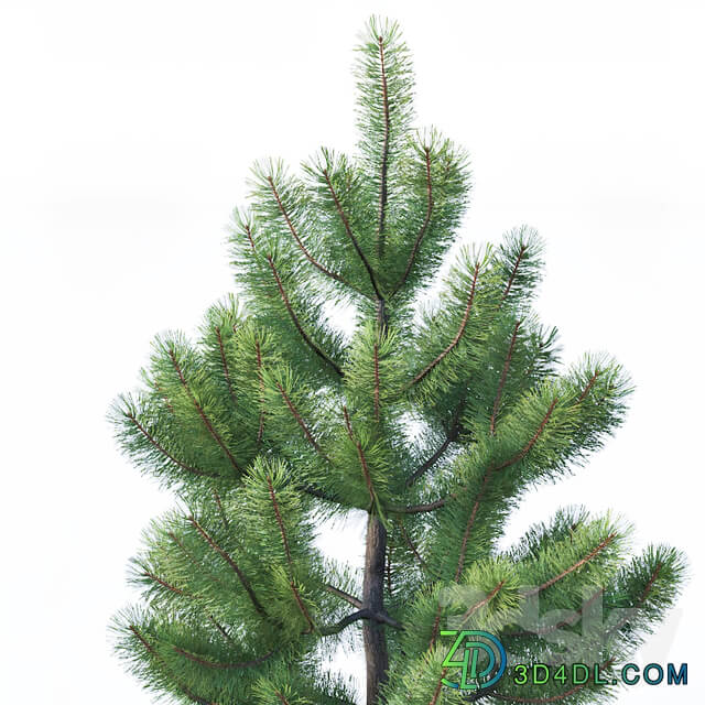 Pinus sylvestris 1 1 3m