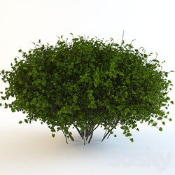 Bush continuation 3D Models 