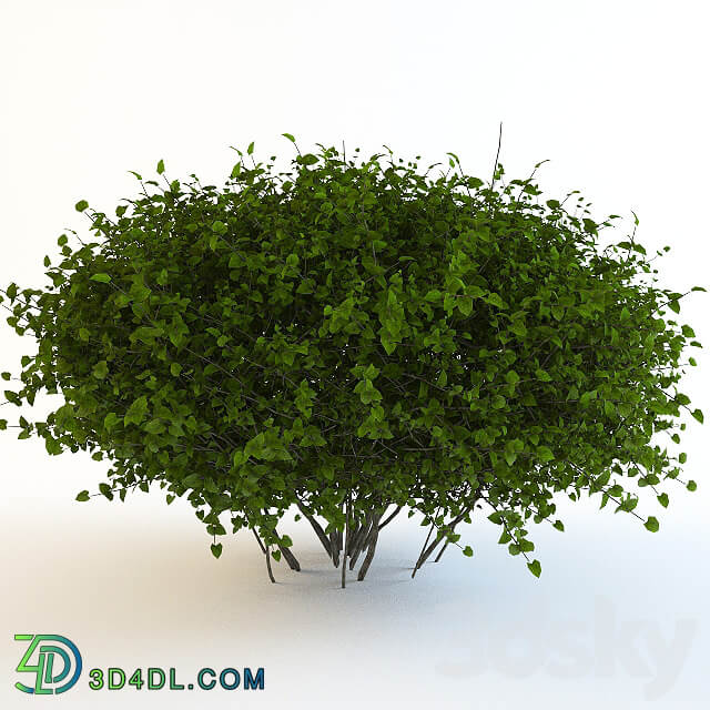 Bush continuation 3D Models