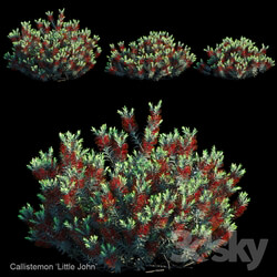 Callistemon Little john 