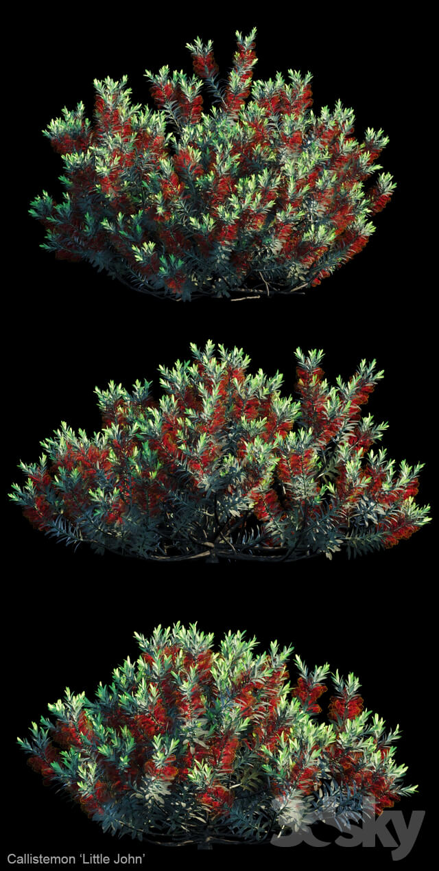 Callistemon Little john