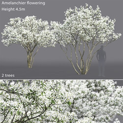 Amelanchier 3D Models 