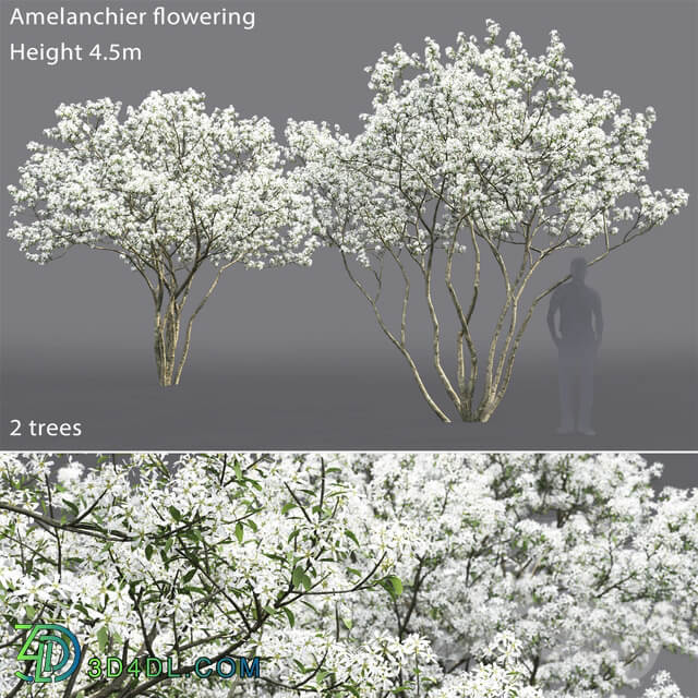 Amelanchier 3D Models