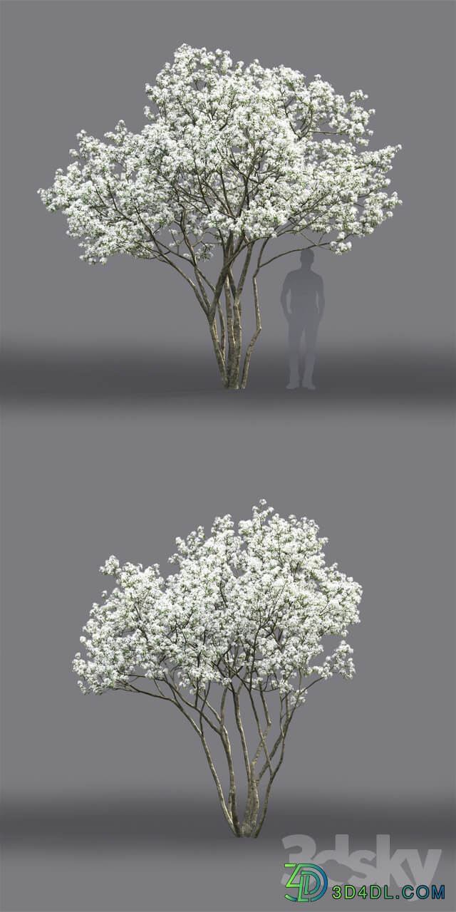 Amelanchier 3D Models