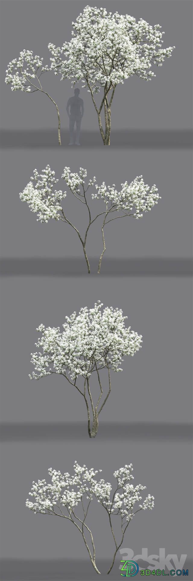 Amelanchier 3D Models