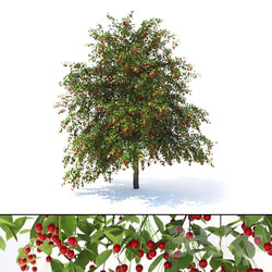 Prunus avium tree 