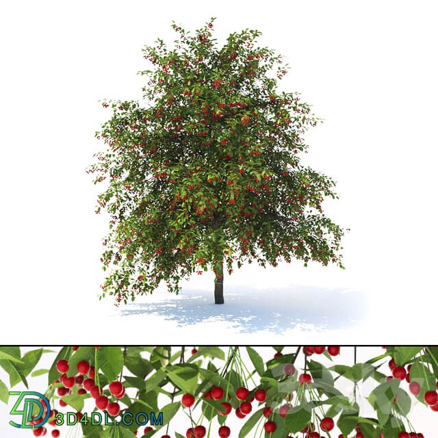 Prunus avium tree