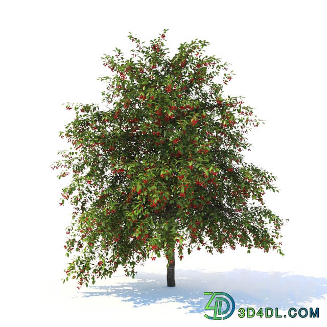 Prunus avium tree