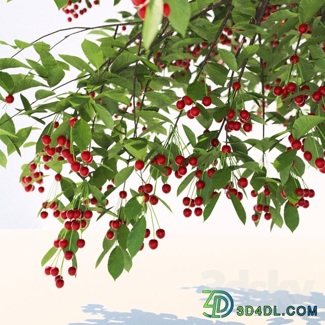Prunus avium tree