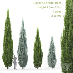 Juniperus 3D Models 