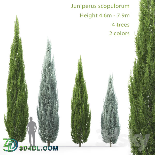 Juniperus 3D Models