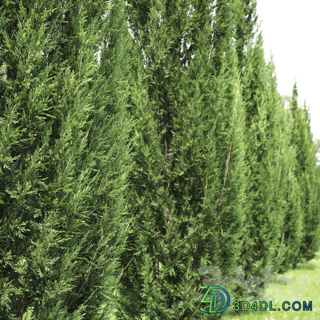 Juniperus 3D Models