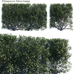 Pittosporum tobira hedge 