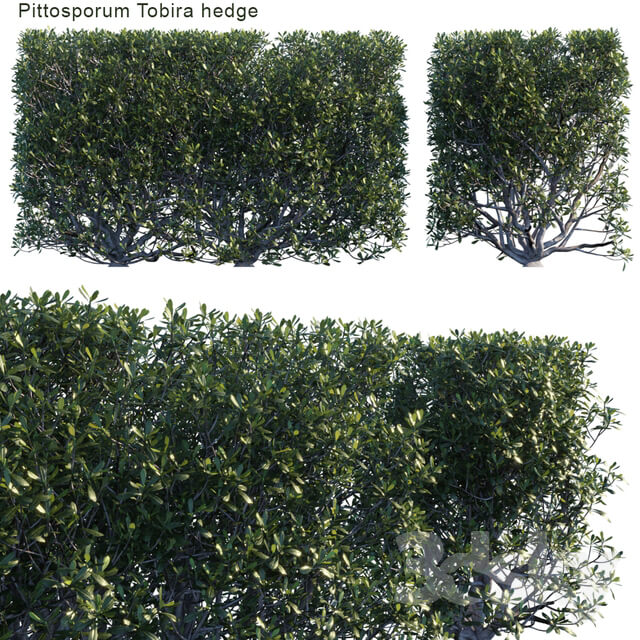 Pittosporum tobira hedge