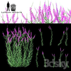 Green stalk flowers Lythrum salicaria 