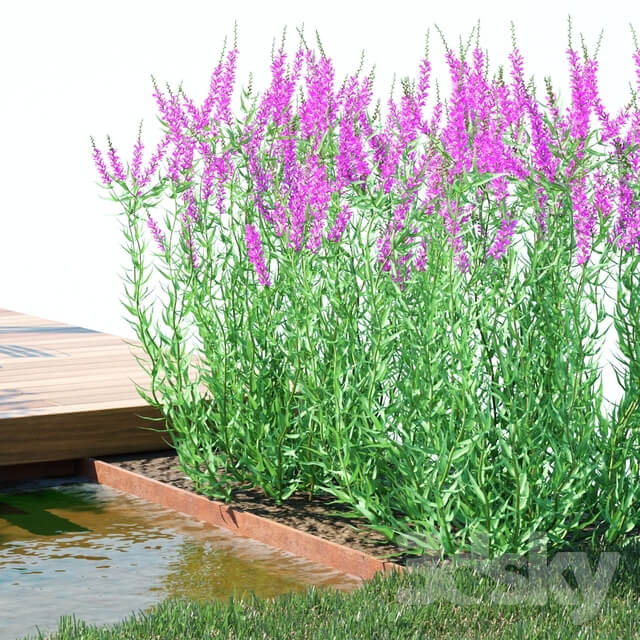 Green stalk flowers Lythrum salicaria