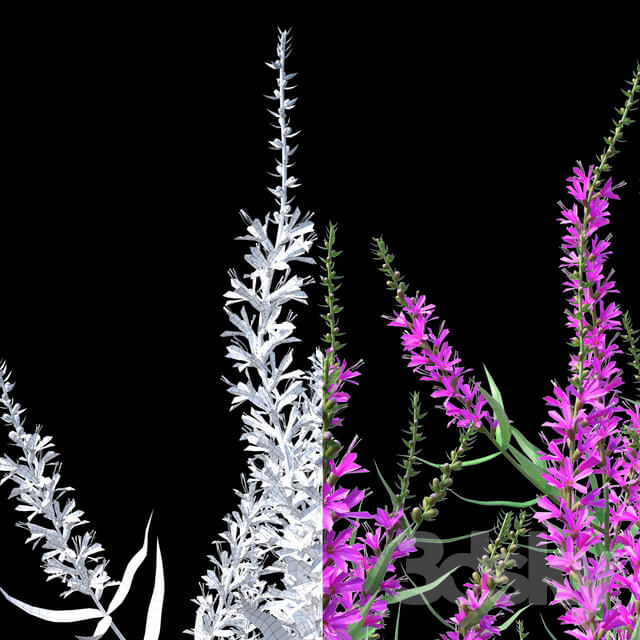 Green stalk flowers Lythrum salicaria