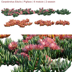 Carpobrotus Edulis Pigface 6 module 2 season 