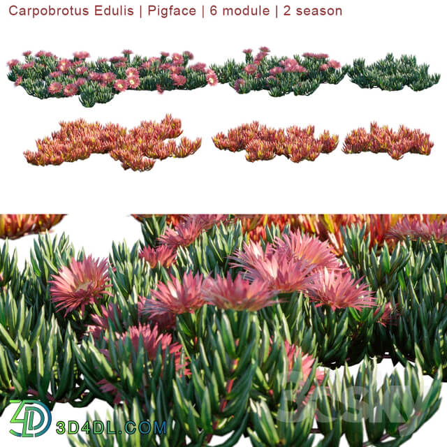 Carpobrotus Edulis Pigface 6 module 2 season