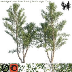 Heritage Clump River Birch Betula nigra Cully 3 