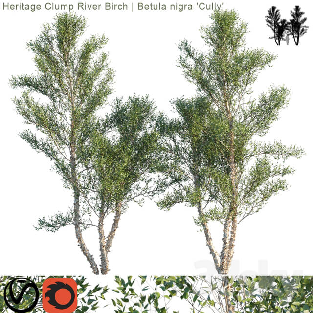 Heritage Clump River Birch Betula nigra Cully 3