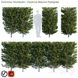 Columnar Hornbeam Carpinus betulus fastigiata hedge 
