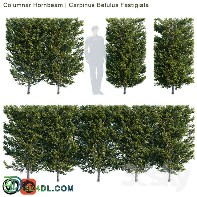 Columnar Hornbeam Carpinus betulus fastigiata hedge