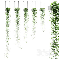 Viun in hanging pots. 5 models 