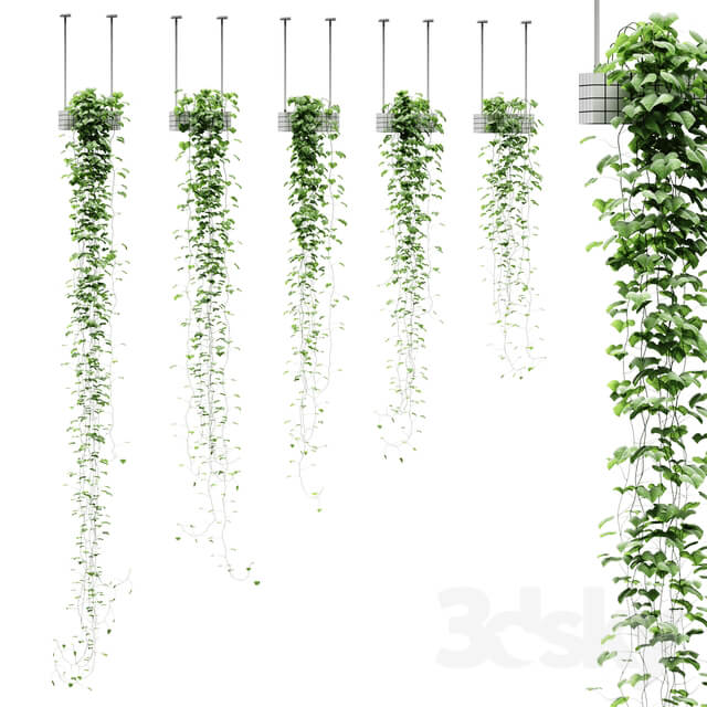 Viun in hanging pots. 5 models