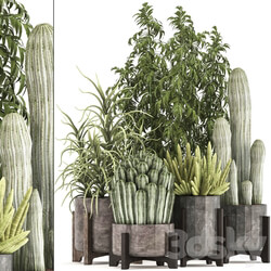 Collection of plants 325. Cactus thickets indoor plants concrete pot bamboo aloe cactus desert plants thickets outdoor 3D Models 