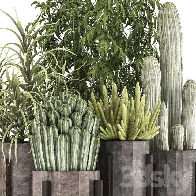 Collection of plants 325. Cactus thickets indoor plants concrete pot bamboo aloe cactus desert plants thickets outdoor 3D Models