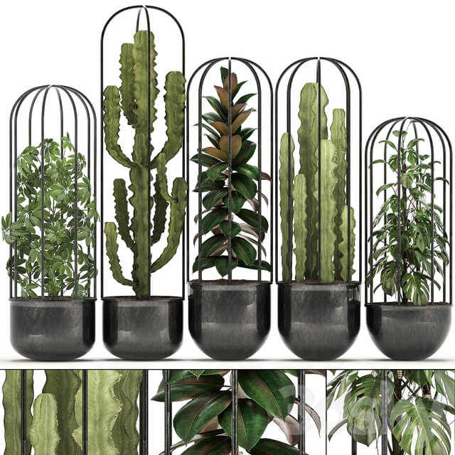 Collection of plants 327. Black pot loft flowerpot cactus spurge monstera Schefflera ficus interior ficus abidjan metal industrial style 3D Models