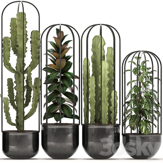 Collection of plants 327. Black pot loft flowerpot cactus spurge monstera Schefflera ficus interior ficus abidjan metal industrial style 3D Models