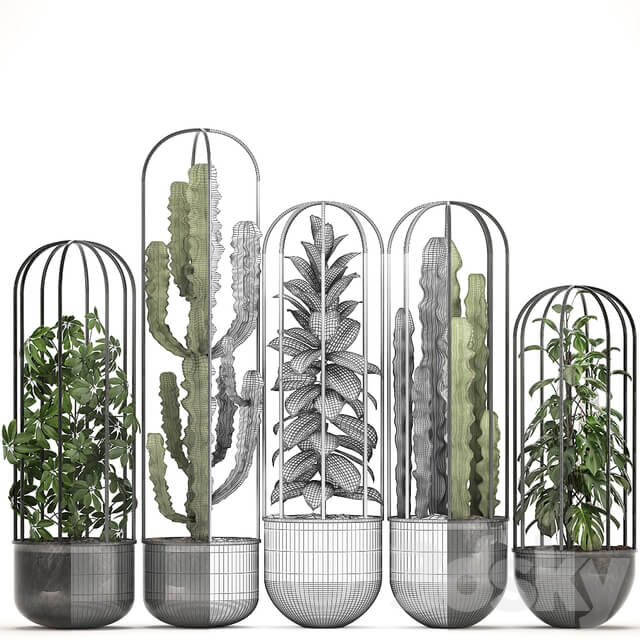 Collection of plants 327. Black pot loft flowerpot cactus spurge monstera Schefflera ficus interior ficus abidjan metal industrial style 3D Models