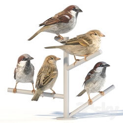 House Sparrow 2 