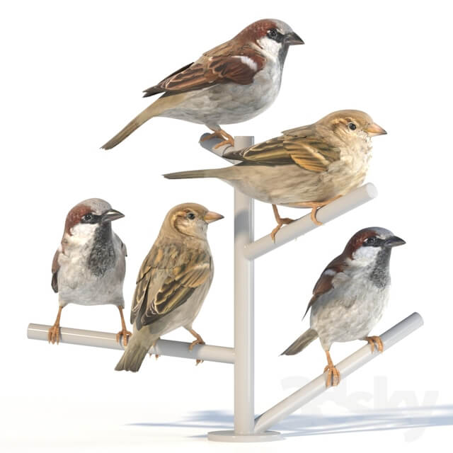 House Sparrow 2
