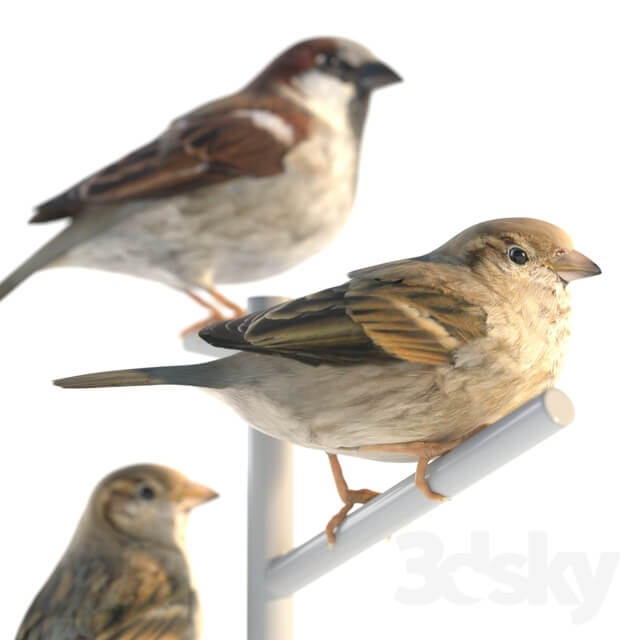 House Sparrow 2