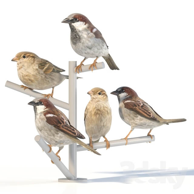 House Sparrow 2