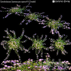 Convolvulaceae Ipomoea pes caprae 1 3 model  