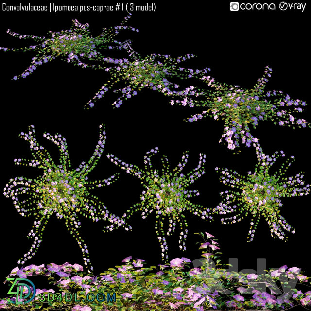 Convolvulaceae Ipomoea pes caprae 1 3 model 