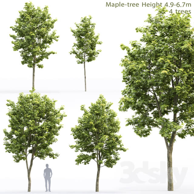 Acer 3D Models