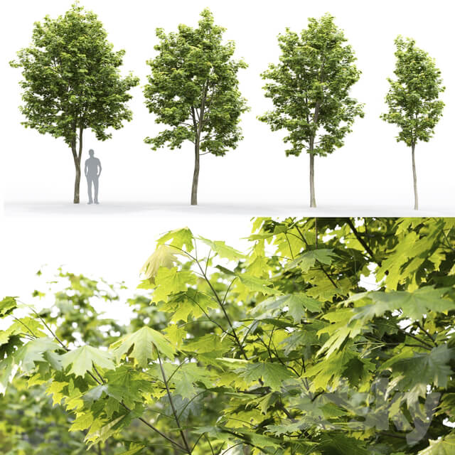 Acer 3D Models