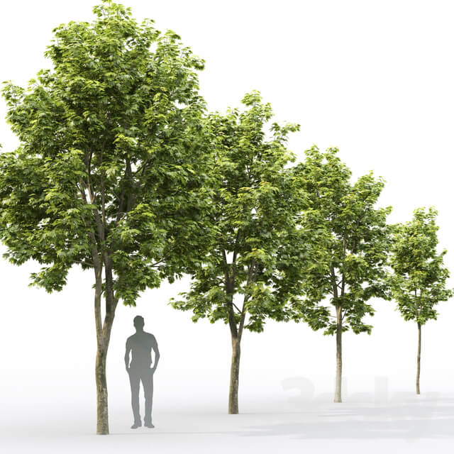Acer 3D Models