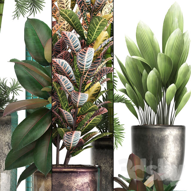 Plant collection 353 3D Models