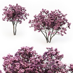 Magnolia Liliflora 3m 2 Tree Set 