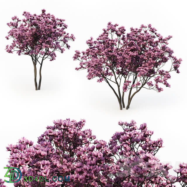 Magnolia Liliflora 3m 2 Tree Set