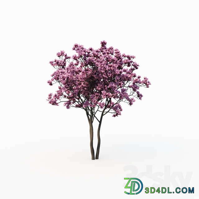 Magnolia Liliflora 3m 2 Tree Set