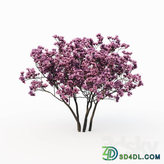 Magnolia Liliflora 3m 2 Tree Set