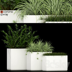 Plants collection 186 