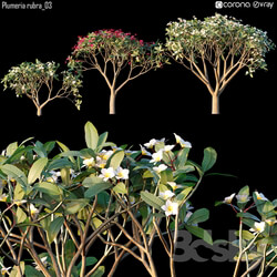 Plumeria rubra 03 